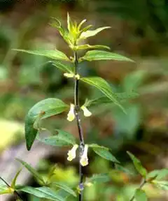Photo of Melampyrum lineare (Melampyrum lineares)