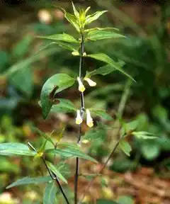 Photo of Melampyrum pratense (Melampyrum pratenses)