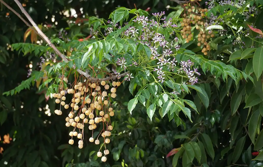 Photo of Melia azedarach (Melia azedarachs)