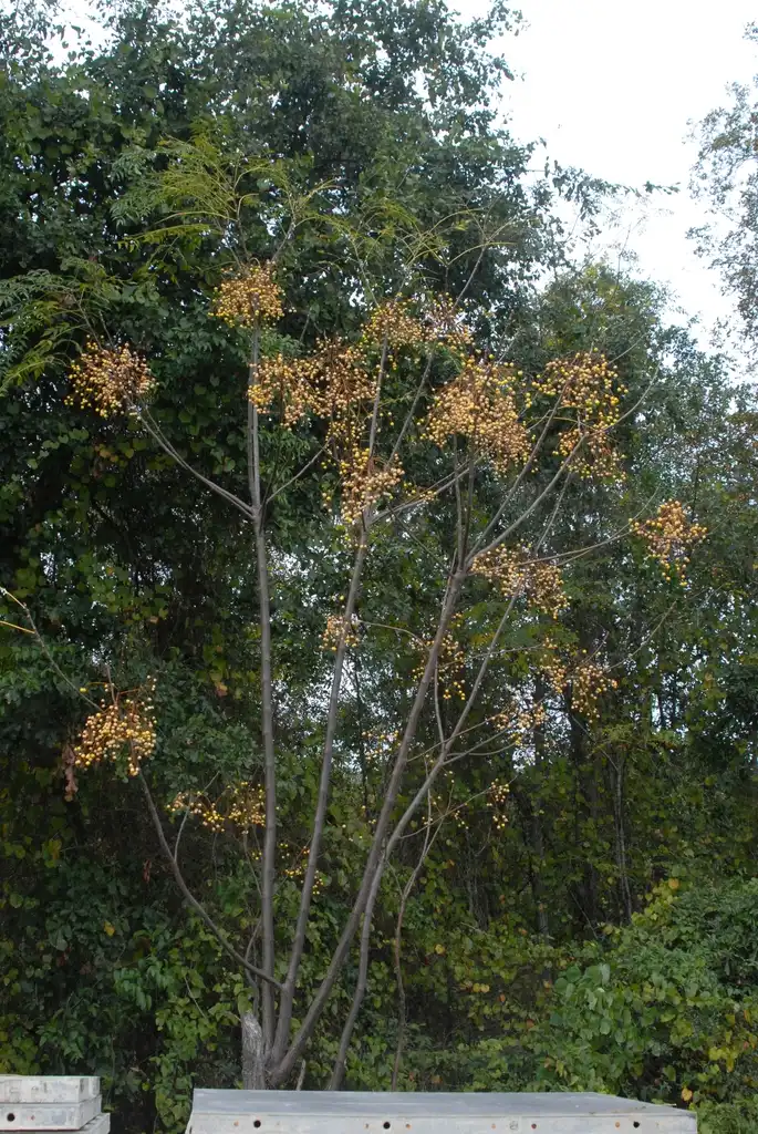 Photo of Melia azedarach - Fruit Form:Jim Robbins