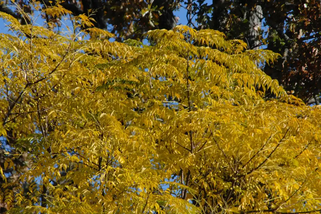 Photo of Melia azedarach - Fall Color Leaf:Jim Robbins