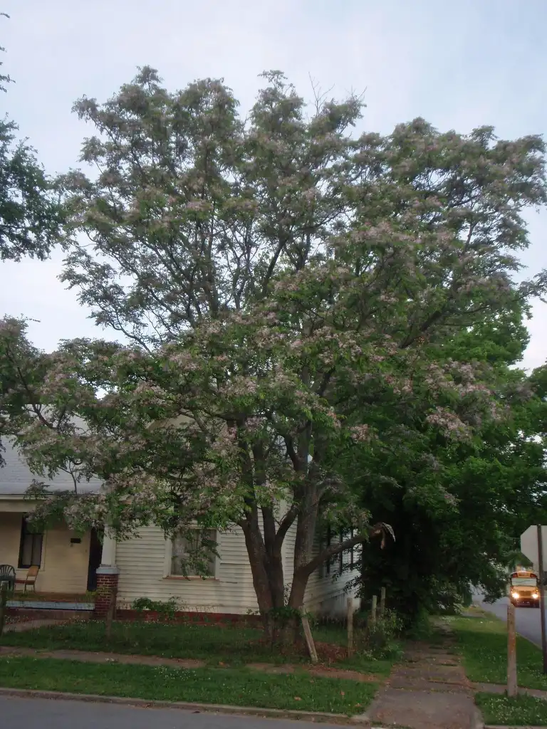 Photo of Melia azedarach - Tree Growth:Jim Robbins