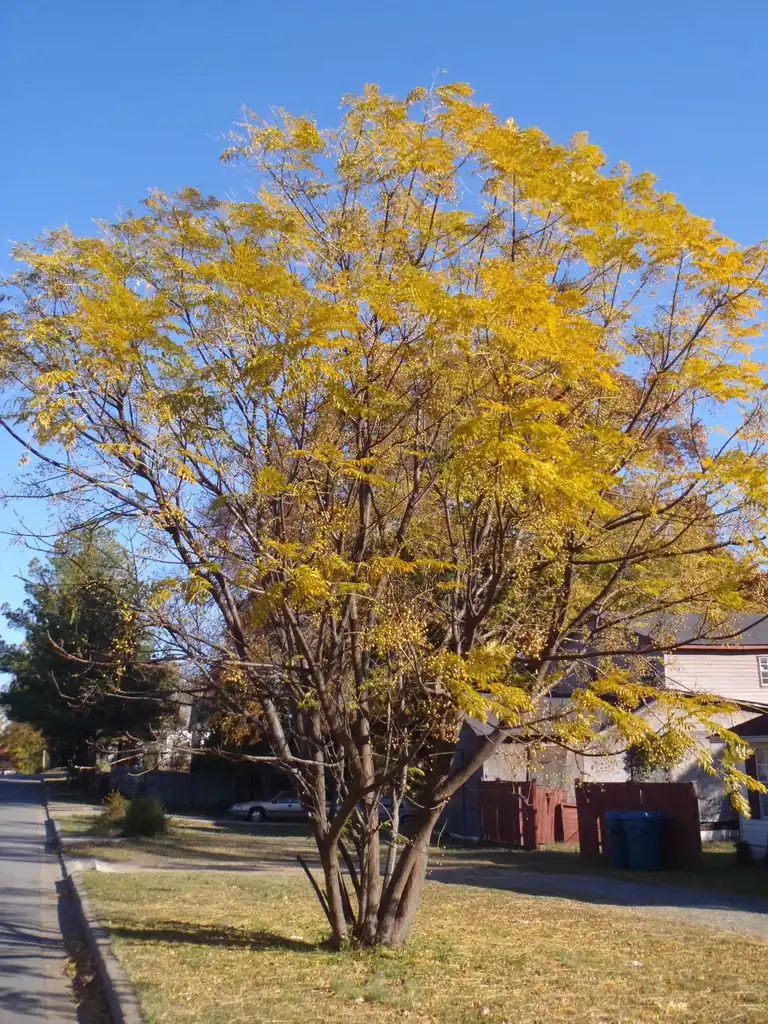 Photo of Melia azedarach - Fall Color Form:Jim Robbins