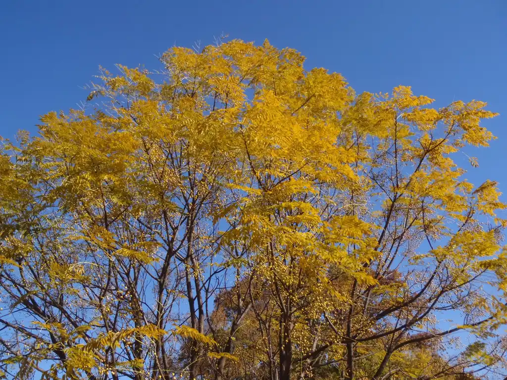 Photo of Melia azedarach - Fall Color Leaves:Jim Robbins