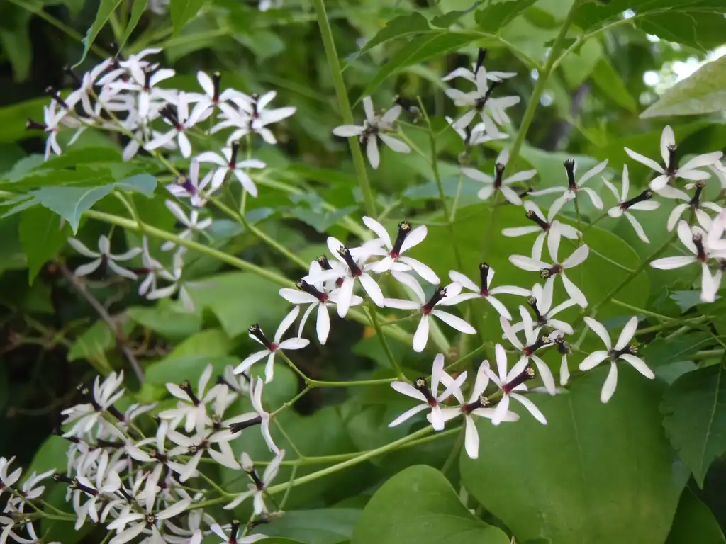 Photo of Melia azedarach - Flowers:Jim Robbins