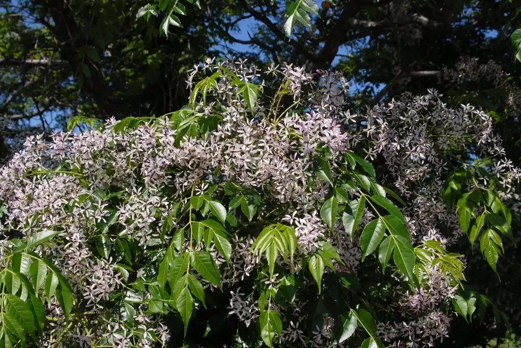 Photo of Melia azedarach - Flower and Leaves:Jim Robbins