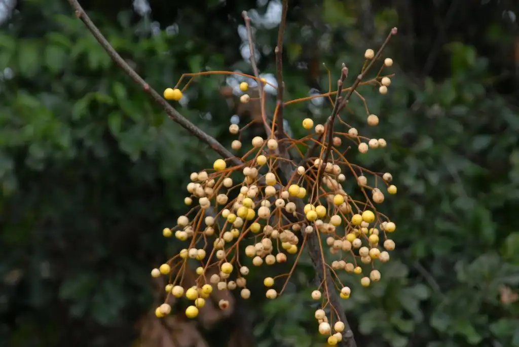 Photo of Melia azedarach - Fruit:Jim Robbins