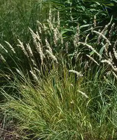 Фото Melica ciliata (Melica ciliatas)