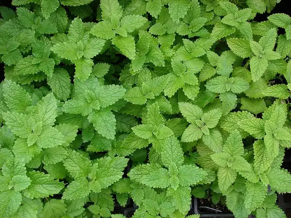Foto de Melissa officinalis (Melissa officinaliss)