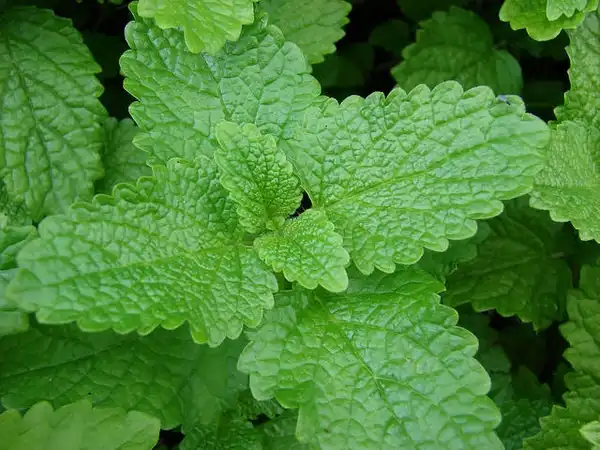 Foto de Melissa officinalis (Melissa officinaliss)