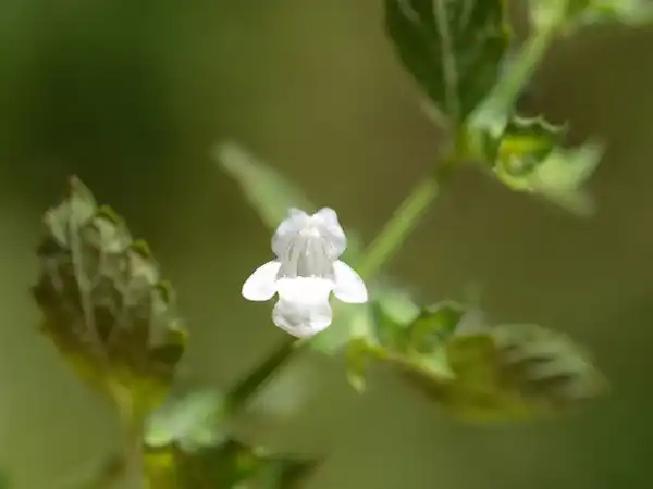 Foto de Melissa officinalis - Melissa officinalis:Hidetsugu-Tonomura