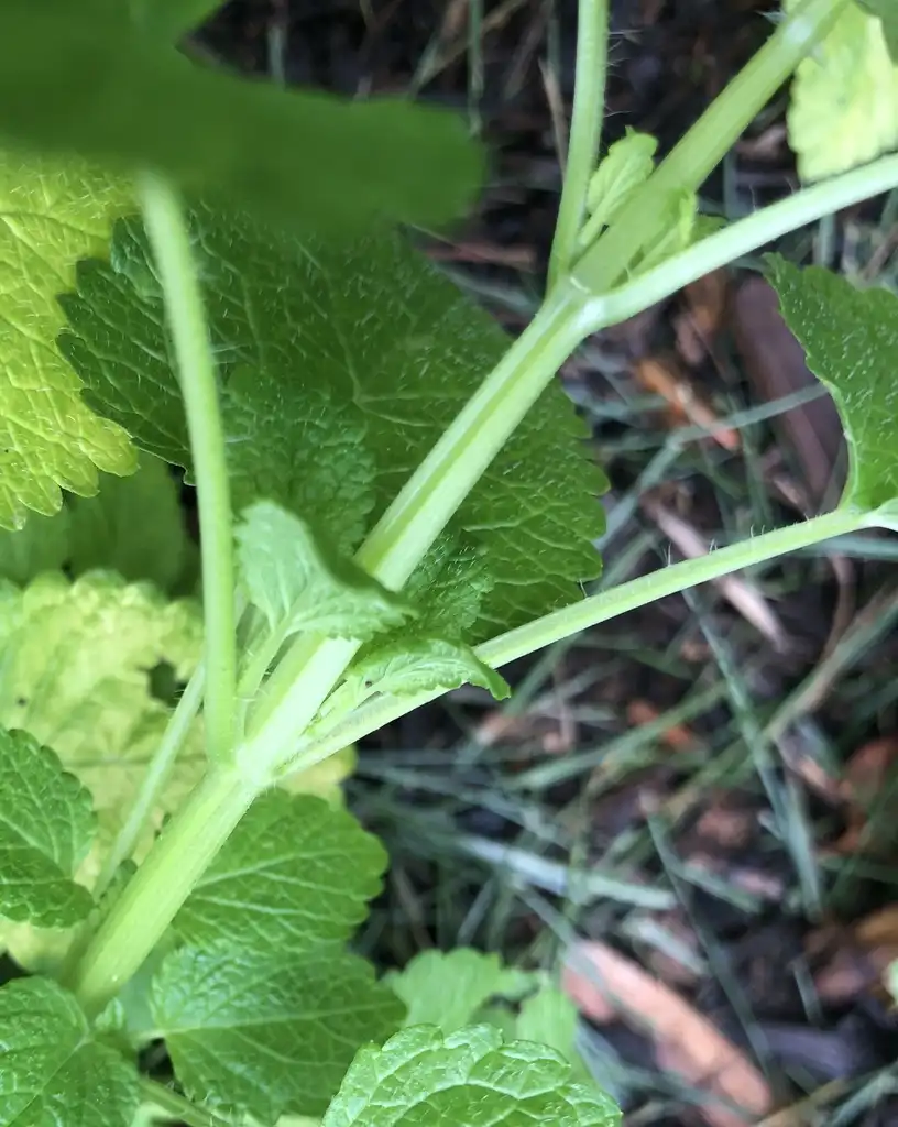 Foto de Melissa officinalis - Stem (Wake County,NC):Cathy Dewitt
