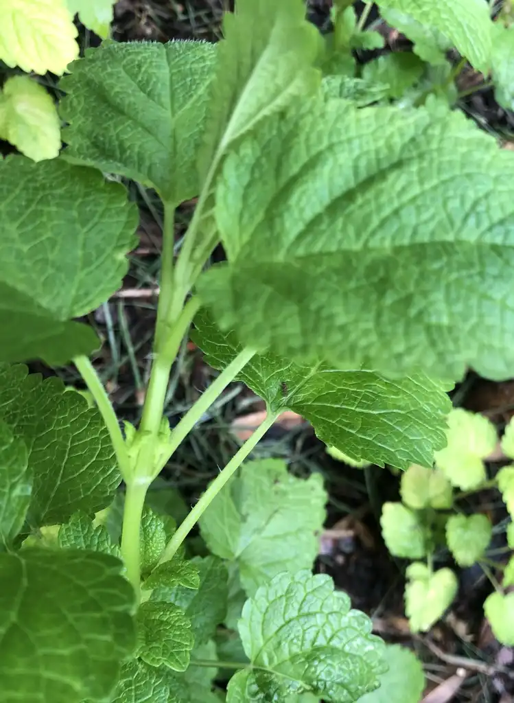 Foto de Melissa officinalis - 'All Gold' Leaves with leaf stipules (Wake County, NC):Cathy Dewitt