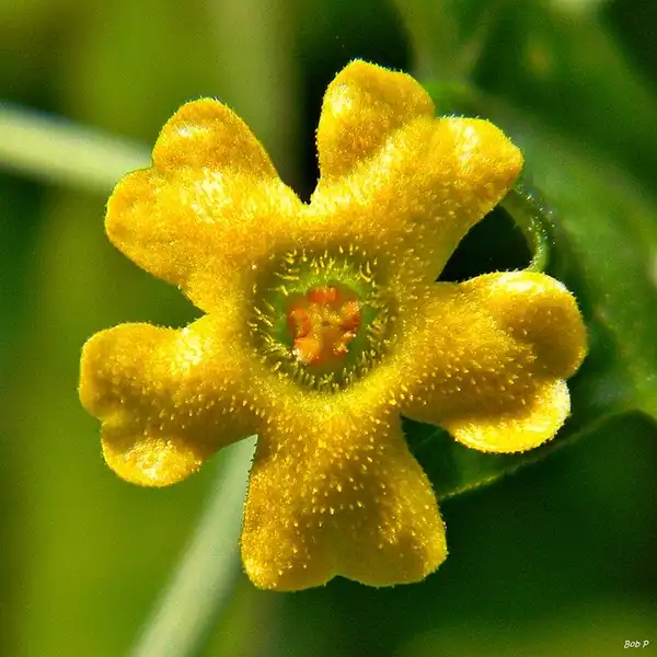 Фото Melothria pendula (Melothria pendulas)