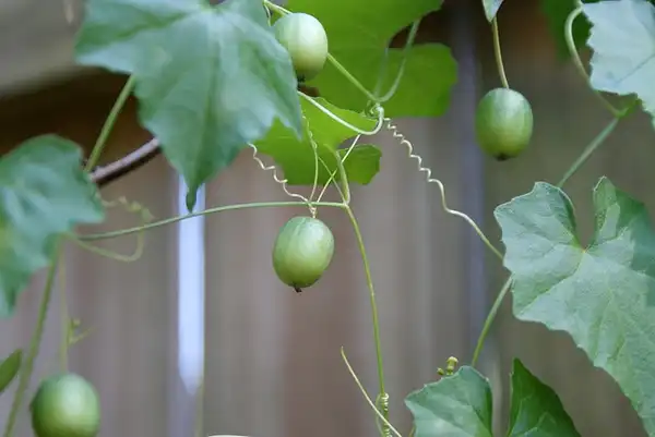 Фото Melothria pendula (Melothria pendulas)