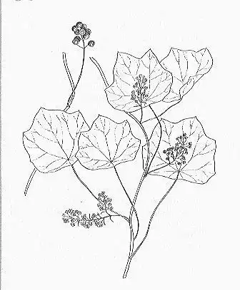 Photo of Menispermum canadense (Menispermum canadenses)