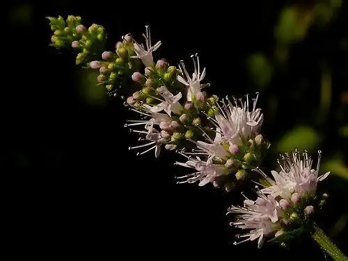 Photo of Mentha spicata (Mentha spicatas)