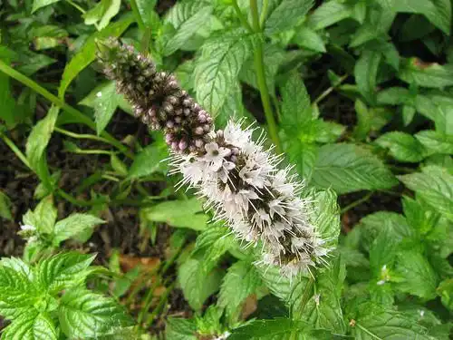 Photo of Mentha spicata (Mentha spicatas)