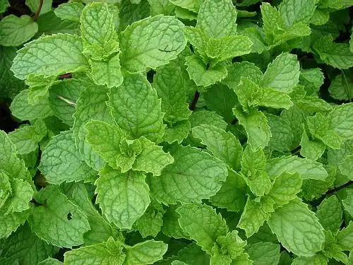 Photo of Mentha spicata - Mentha spica:Forest-and-Kim-Starr
