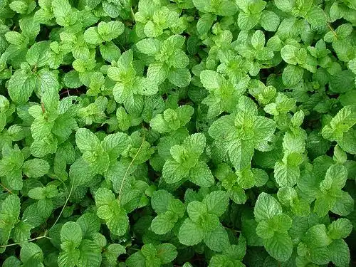 Photo of Mentha spicata - Mentha spica:Forest-and-Kim-Starr