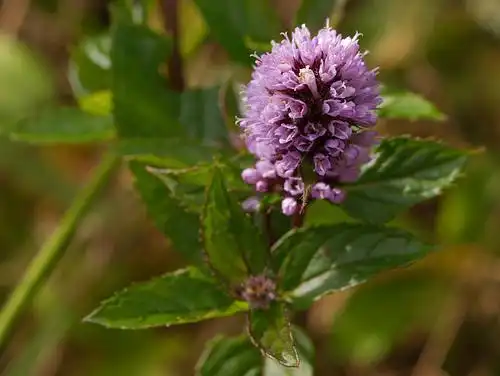 Фото Mentha x piperita (Mentha x piperitas)