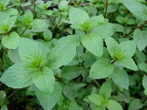 Фото Mentha x piperita (Mentha x piperitas)