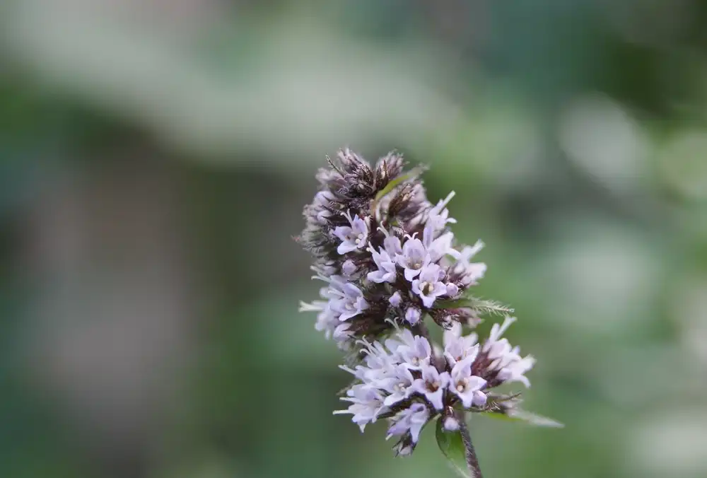 Фото Mentha x piperita - Close up of flower:Danny Steven S.