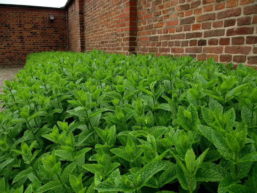 Фото Mentha x piperita - Ground cover:Rillke