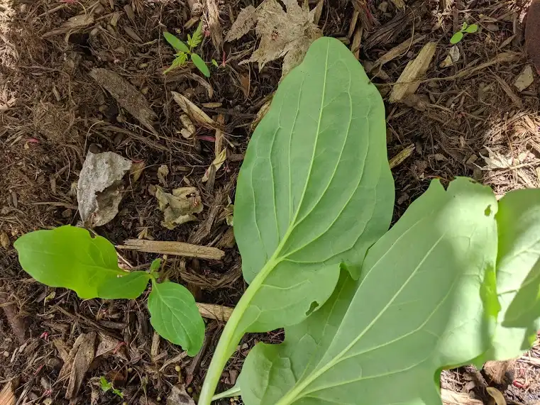 Фото Mertensia virginica (Mertensia virginicas)