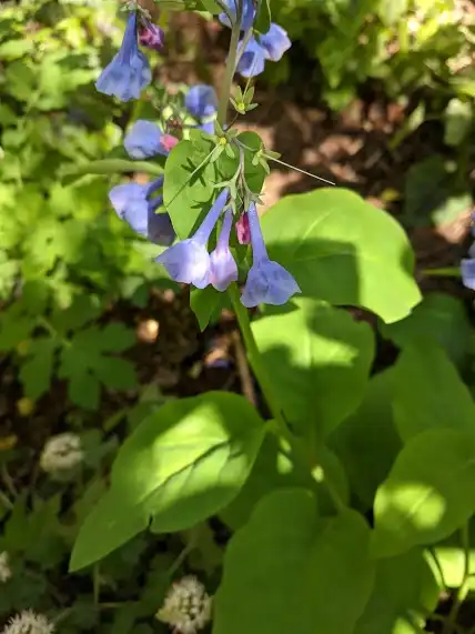 Фото Mertensia virginica (Mertensia virginicas)