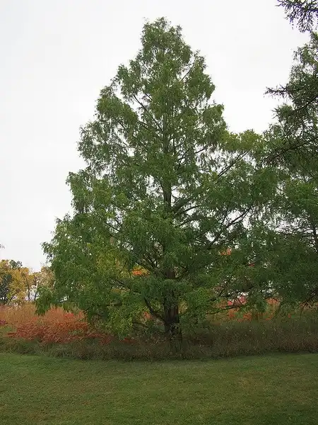Фото Metasequoia glyptostroboides (Metasequoia glyptostroboidess)