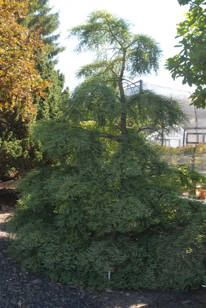 Фото Metasequoia glyptostroboides - 'Miss Grace' Form:Jim Robbins