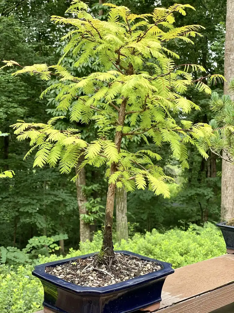 Фото Metasequoia glyptostroboides - As bonsai:Kathy Sill