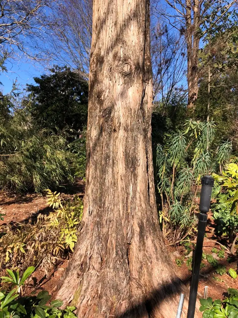 Фото Metasequoia glyptostroboides - Bark (Wake County, NC):Cathy Dewitt