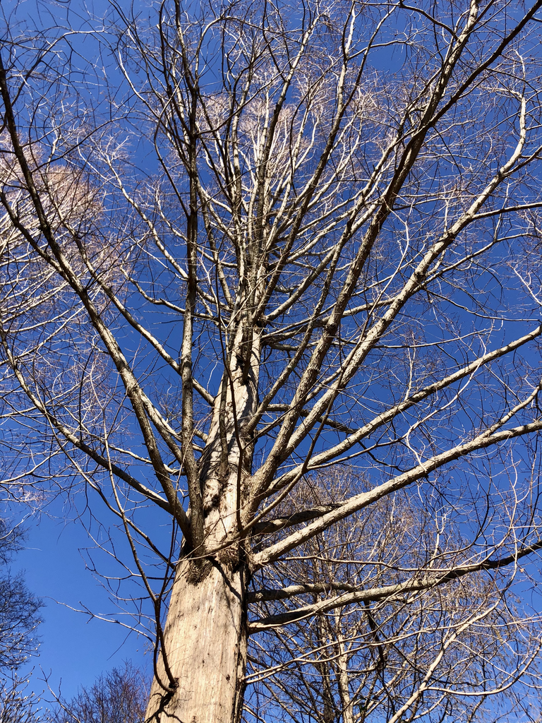 Фото Metasequoia glyptostroboides - Branches (Wake County, NC)-Winter:Cathy Dewitt