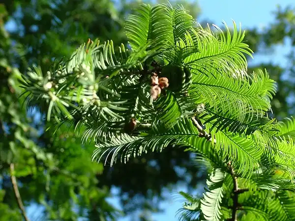 Фото Metasequoia glyptostroboides - Leaves:Francois Gulbert
