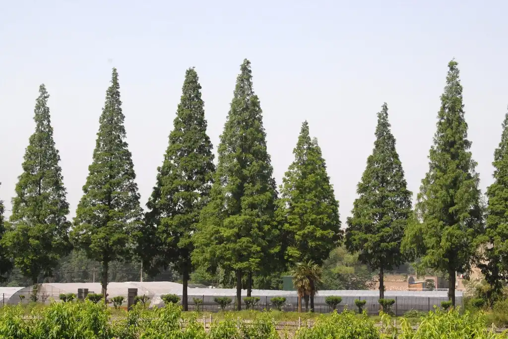 Фото Metasequoia glyptostroboides - Tree Line:Jim Robbins