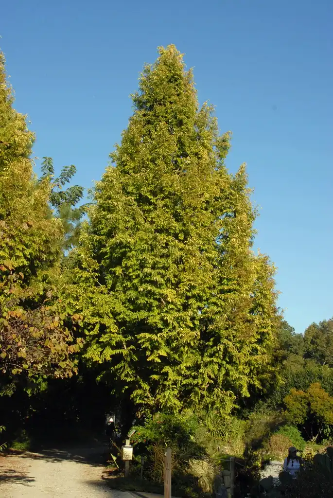 Фото Metasequoia glyptostroboides - 'Ogon' Tree:Jim Robbins