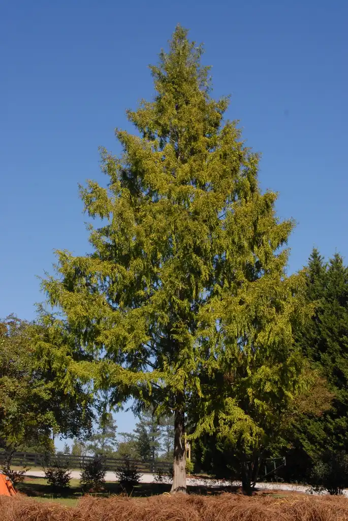Фото Metasequoia glyptostroboides - 'Ogon' Growth Habit:Jim Robbins