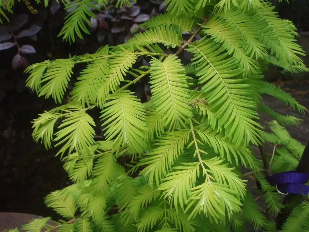 Фото Metasequoia glyptostroboides - 'Ogon' Leaf:Jim Robbins