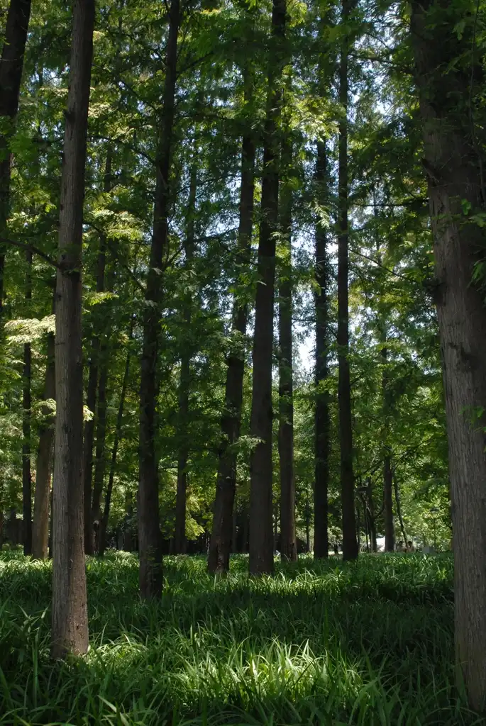 Фото Metasequoia glyptostroboides - Grove:Jim Robbins
