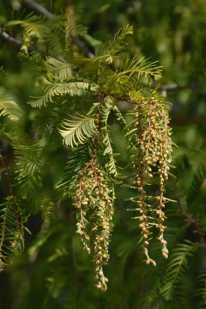 Фото Metasequoia glyptostroboides - Male Flower and Leaf:Jim Robbins