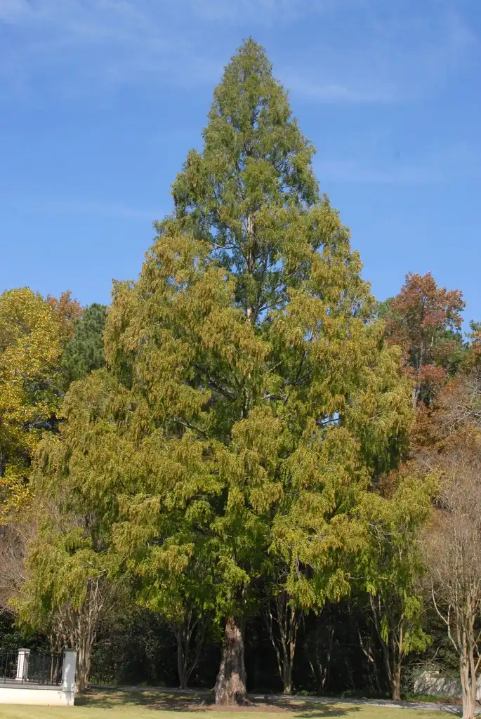 Фото Metasequoia glyptostroboides - Form:Jim Robbins