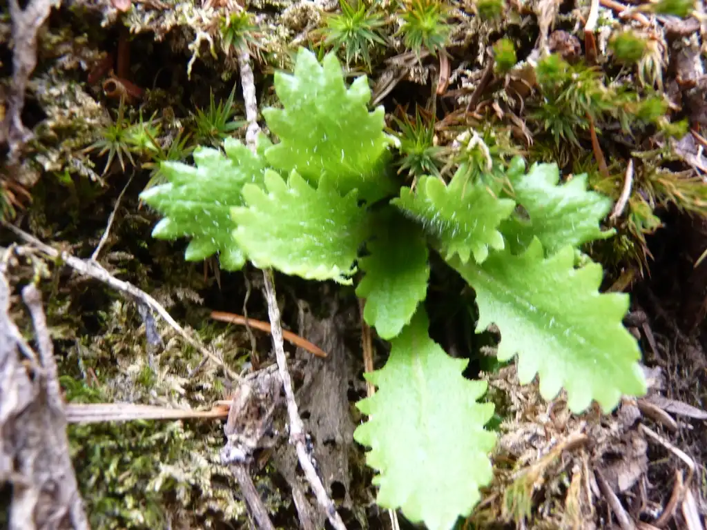 Фото Micranthes petiolaris (Micranthes petiolariss)