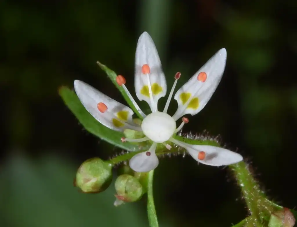 Фото Micranthes petiolaris - Close up of flower:Tsai-Wen HSU