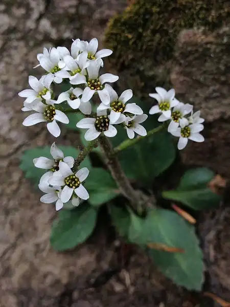 Foto de Micranthes virginiensis (Micranthes virginiensiss)