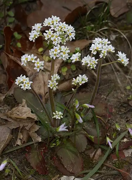 Foto de Micranthes virginiensis (Micranthes virginiensiss)