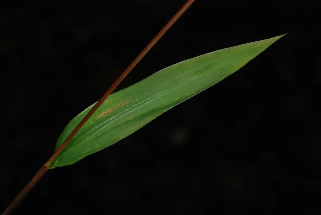 Photo of Microstegium vimineum (Microstegium vimineums)