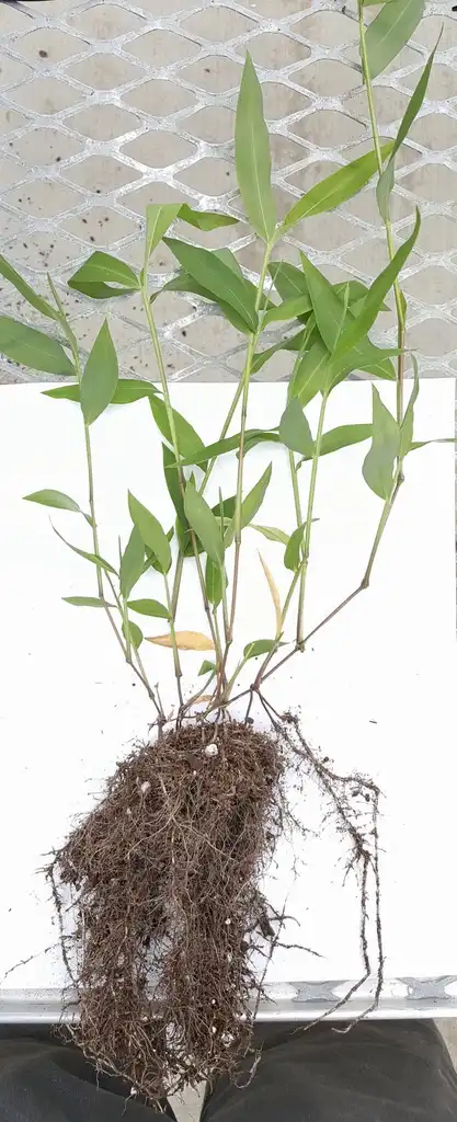 Photo of Microstegium vimineum (Microstegium vimineums)