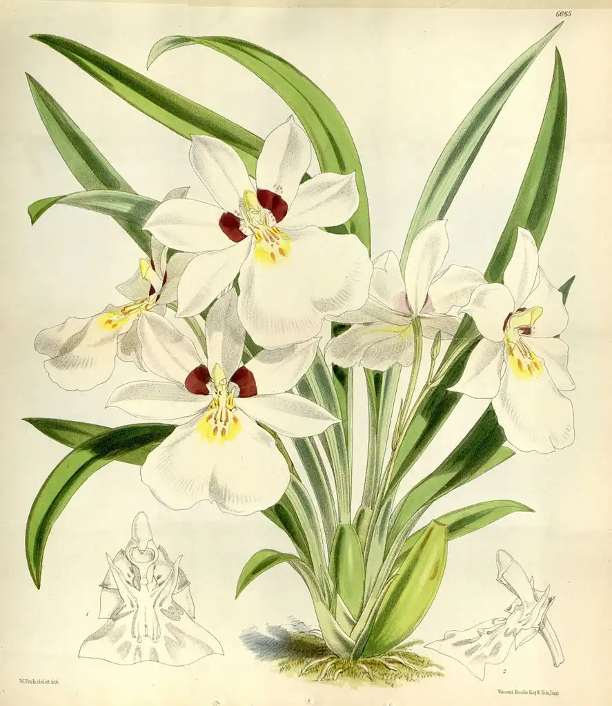 Photo of Miltoniopsis roezlii (Miltoniopsis roezliis)